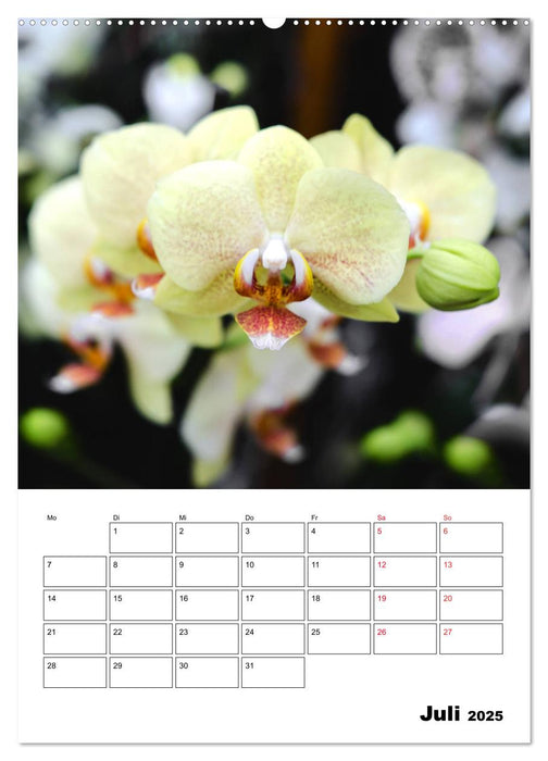 Orchideen - Tropische Schönheiten (CALVENDO Premium Wandkalender 2025)