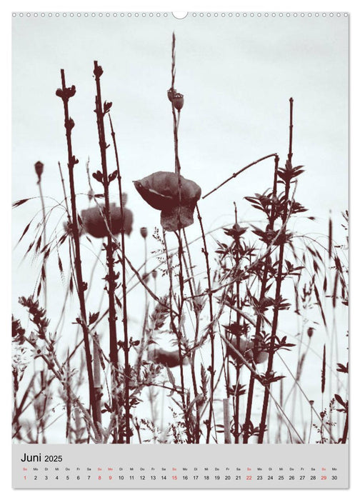 Natur monochrom Die besondere Wirkung (CALVENDO Wandkalender 2025)