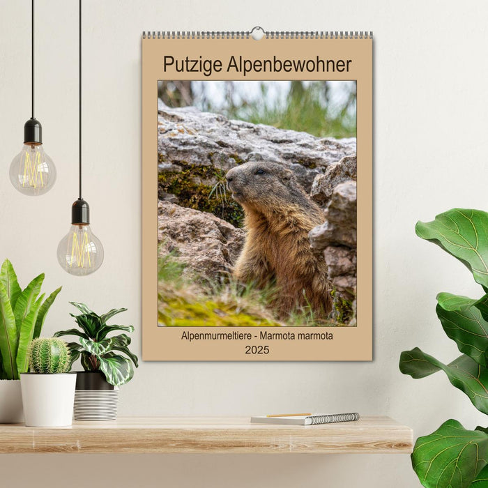 Putzige Alpenbewohner - Alpenmurmeltiere (CALVENDO Wandkalender 2025)