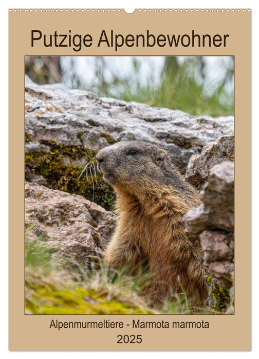 Putzige Alpenbewohner - Alpenmurmeltiere (CALVENDO Wandkalender 2025)