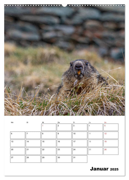 Putzige Alpenbewohner - Alpenmurmeltiere (CALVENDO Wandkalender 2025)