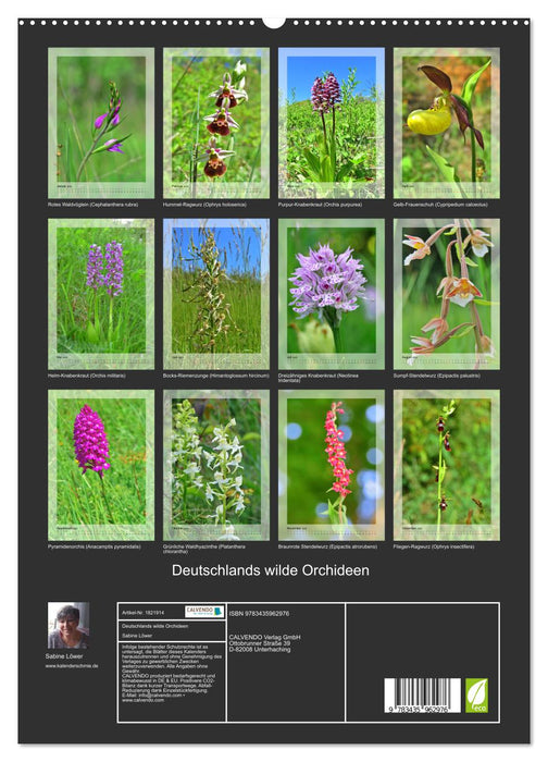 Deutschlands wilde Orchideen (CALVENDO Premium Wandkalender 2025)