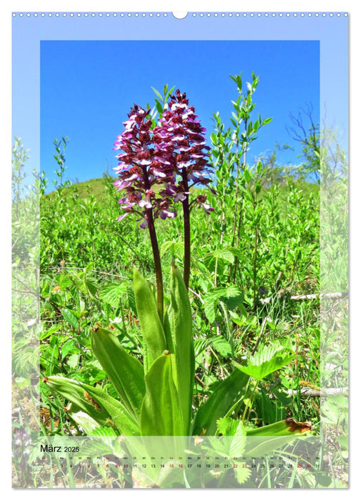 Deutschlands wilde Orchideen (CALVENDO Premium Wandkalender 2025)