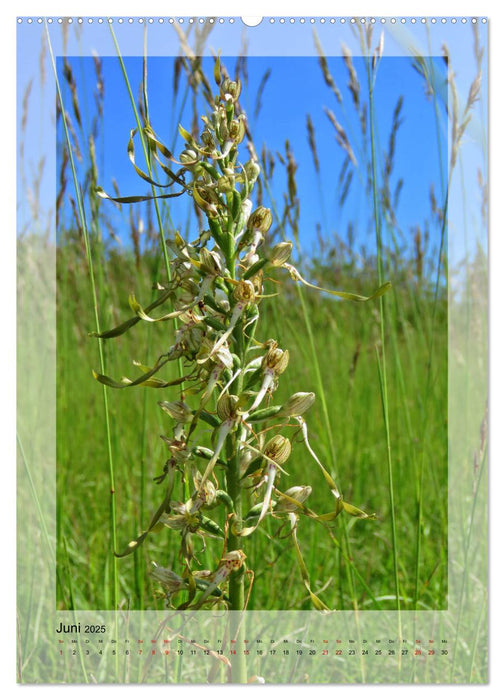 Deutschlands wilde Orchideen (CALVENDO Premium Wandkalender 2025)