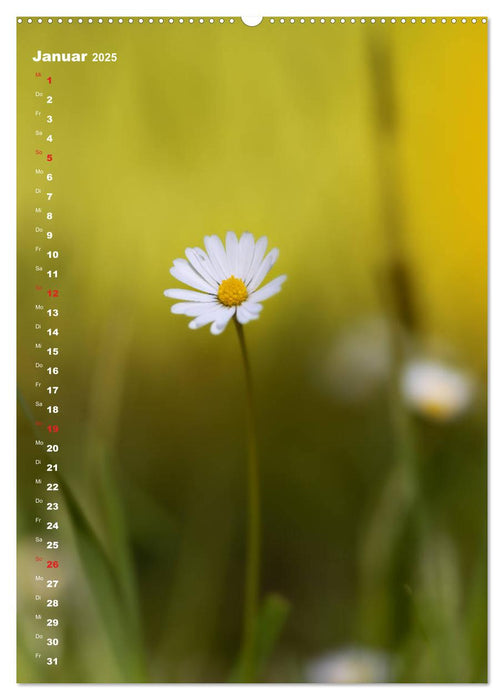 Colors of Nature (CALVENDO Wandkalender 2025)