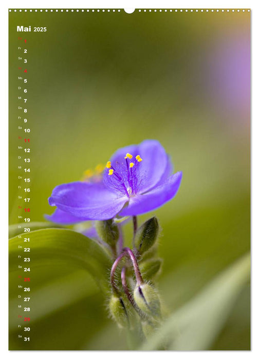 Colors of Nature (CALVENDO Wandkalender 2025)