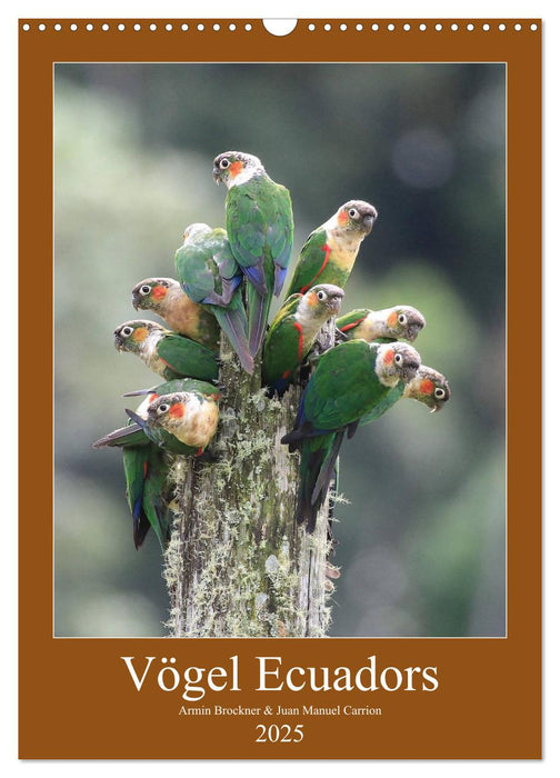 Vögel Ecuadors (CALVENDO Wandkalender 2025)
