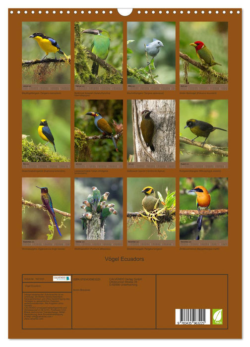 Vögel Ecuadors (CALVENDO Wandkalender 2025)