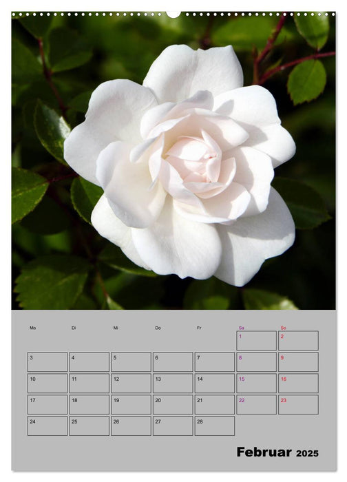 Rosen - Symbol der Liebe und Verehrung (CALVENDO Premium Wandkalender 2025)