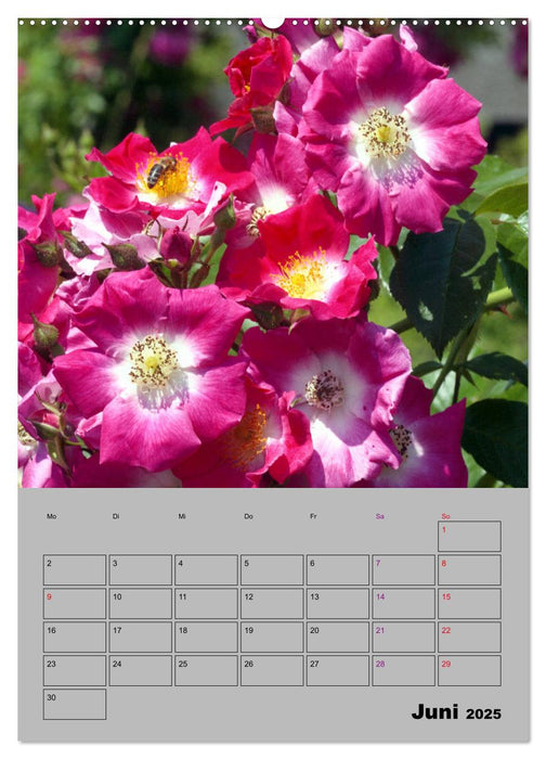 Rosen - Symbol der Liebe und Verehrung (CALVENDO Premium Wandkalender 2025)