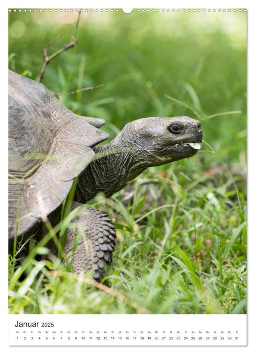 Galapagos - Atemberaubende Tierwelt (CALVENDO Premium Wandkalender 2025)