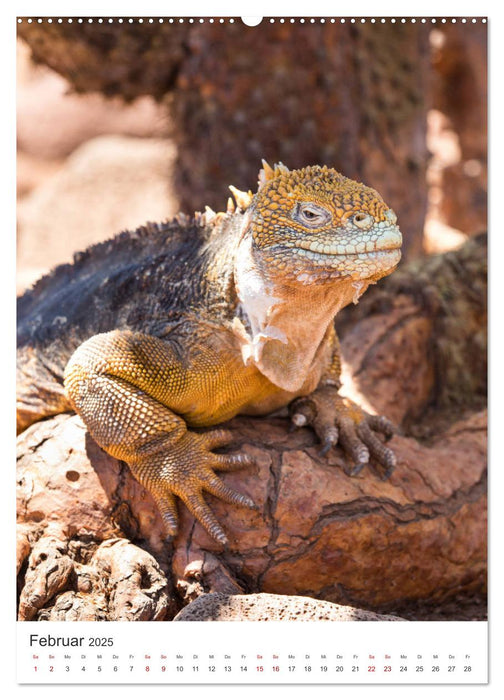 Galapagos - Atemberaubende Tierwelt (CALVENDO Premium Wandkalender 2025)