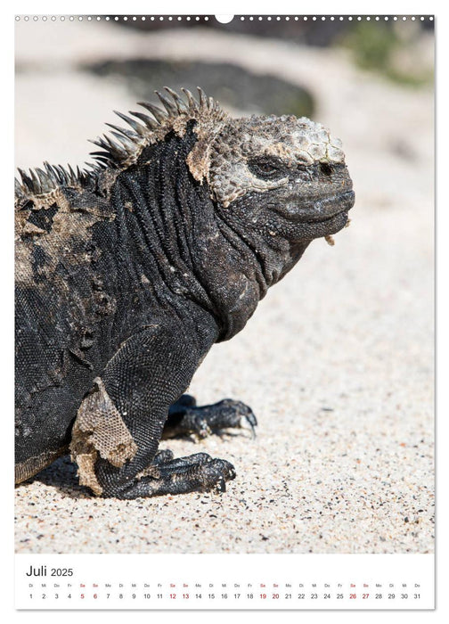 Galapagos - Atemberaubende Tierwelt (CALVENDO Premium Wandkalender 2025)