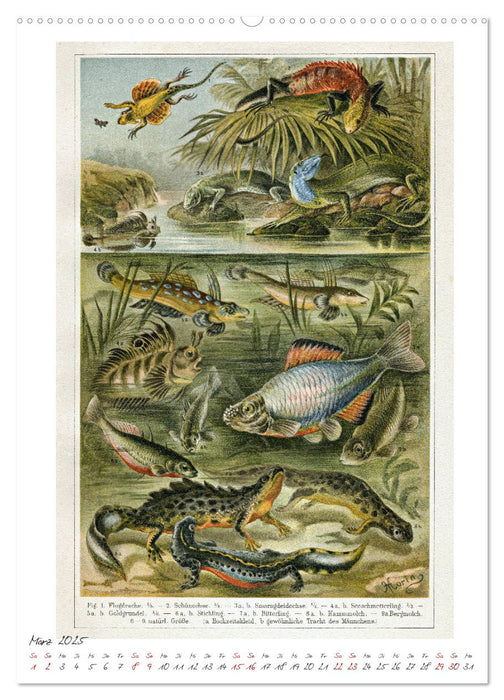 Formenspiele der Evolution. Chromolithographien des 19. Jahrhunderts (CALVENDO Premium Wandkalender 2025)