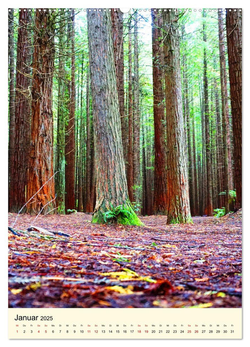 Redwoods - Faszination Mammutbäume (CALVENDO Premium Wandkalender 2025)