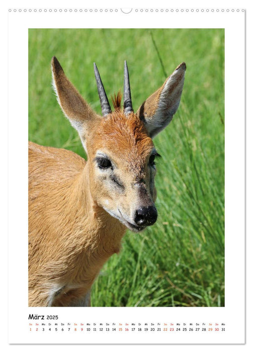 SÜDAFRIKA - WILDTIERE IM PORTRAIT (CALVENDO Wandkalender 2025)