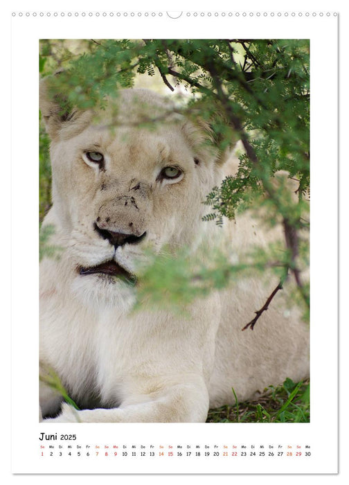 SÜDAFRIKA - WILDTIERE IM PORTRAIT (CALVENDO Wandkalender 2025)