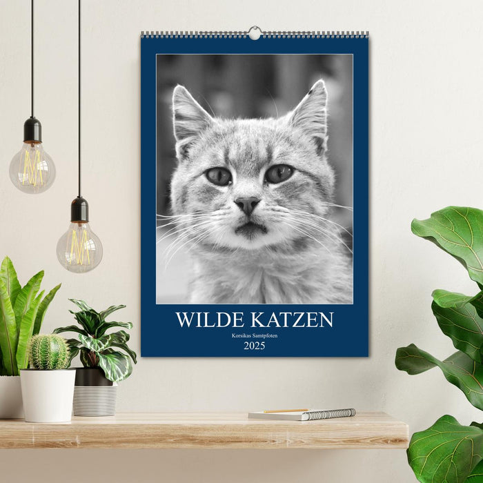 Wilde Katzen - Korsikas Samtpfoten (CALVENDO Wandkalender 2025)