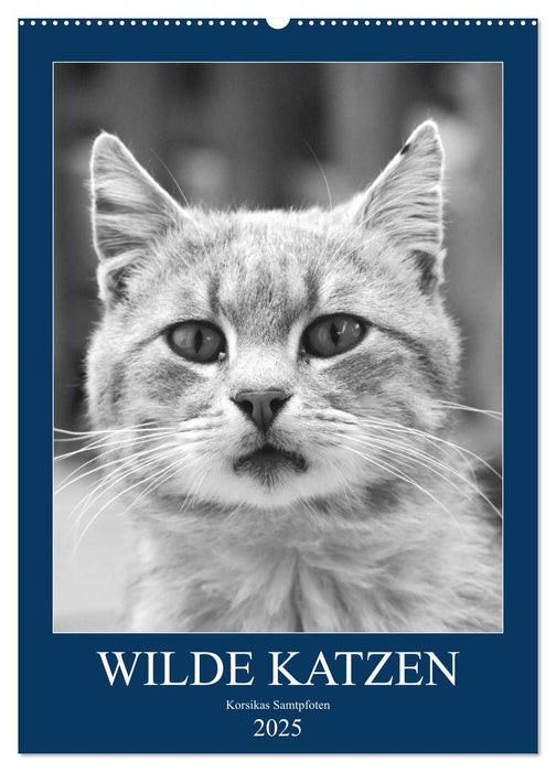 Wilde Katzen - Korsikas Samtpfoten (CALVENDO Wandkalender 2025)