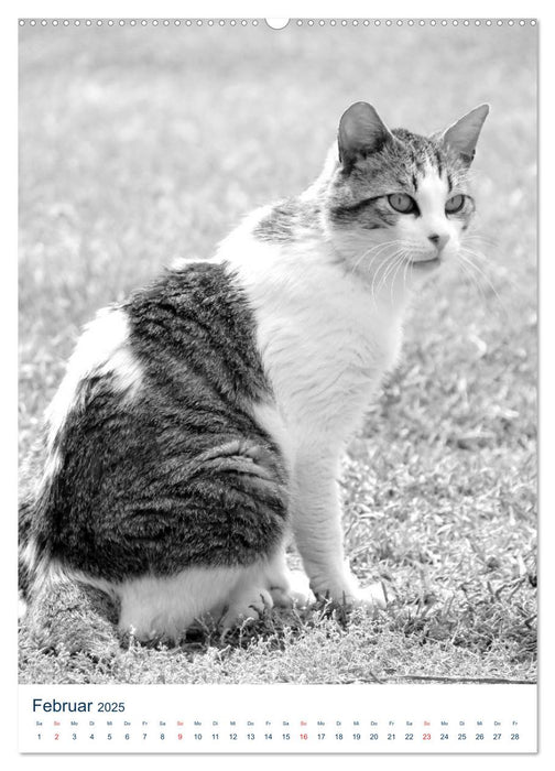 Wilde Katzen - Korsikas Samtpfoten (CALVENDO Wandkalender 2025)