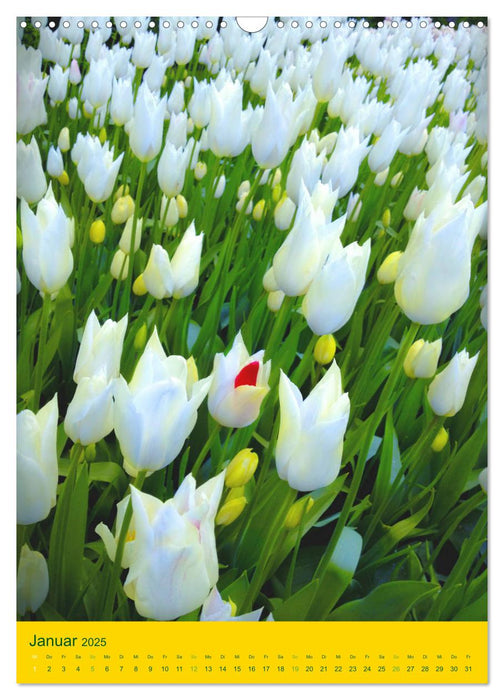 Tulpen. Bunter Frühling (CALVENDO Wandkalender 2025)