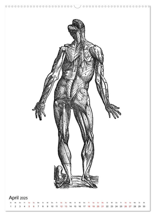 Vesalius anatomische Muskelmänner (CALVENDO Wandkalender 2025)