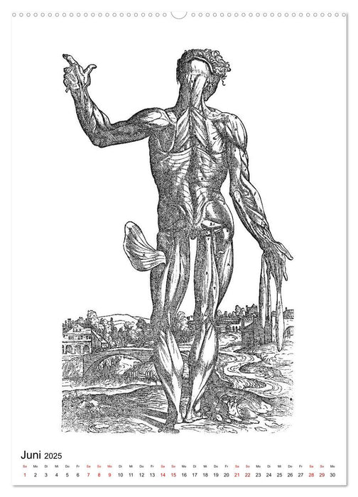 Vesalius anatomische Muskelmänner (CALVENDO Wandkalender 2025)