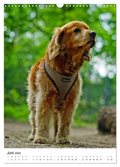 Hundefreunde (CALVENDO Wandkalender 2025)