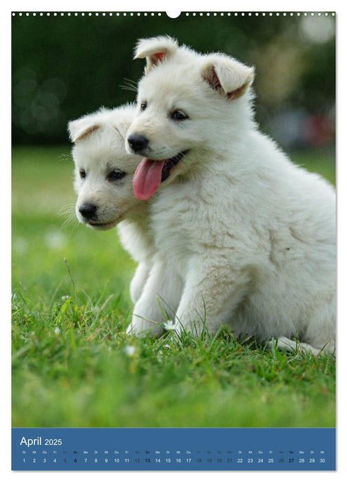 Welpen Zeit - Berger Blanc Suisse (CALVENDO Wandkalender 2025)