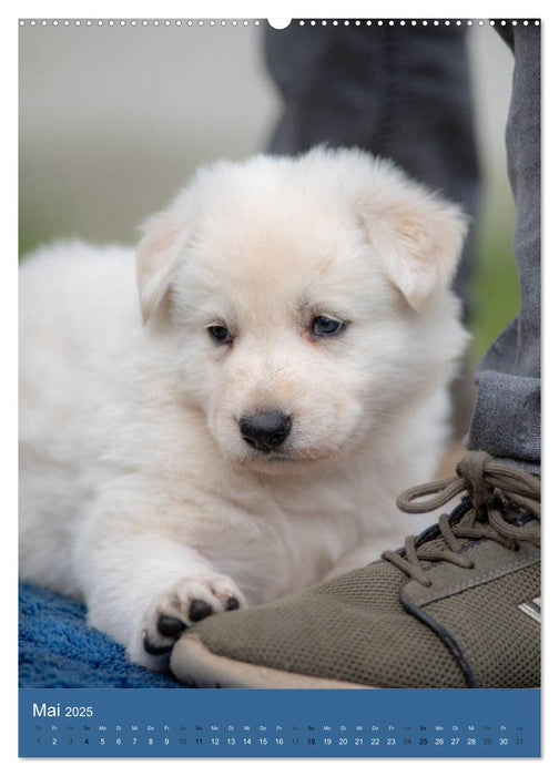 Welpen Zeit - Berger Blanc Suisse (CALVENDO Wandkalender 2025)