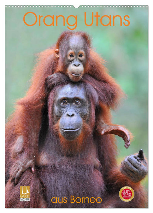 Orang Utans aus Borneo (CALVENDO Wandkalender 2025)