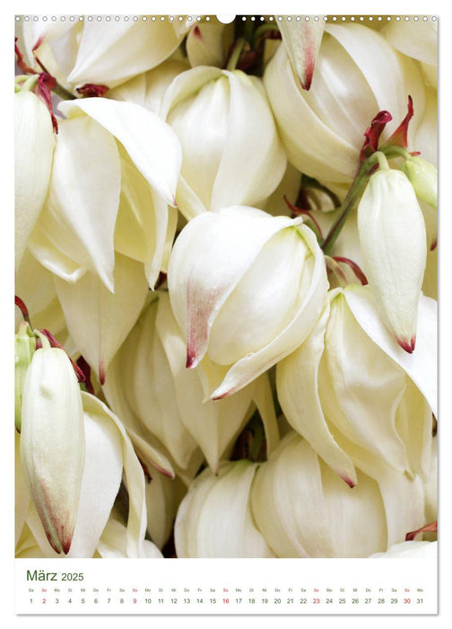 Strahlendes Weiß Blütenbilder (CALVENDO Wandkalender 2025)