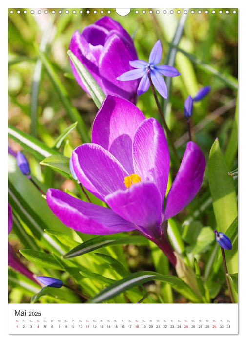 Beglückender Frühling (CALVENDO Wandkalender 2025)