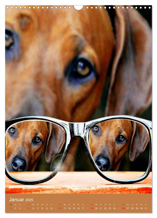 Rhodesian Ridgeback - mit Apps und Co.auf neuen Wegen - (CALVENDO Wandkalender 2025)