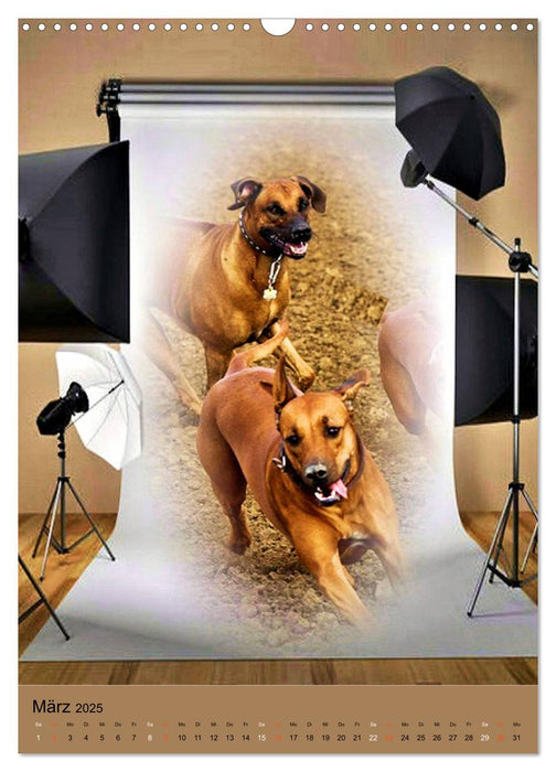 Rhodesian Ridgeback - mit Apps und Co.auf neuen Wegen - (CALVENDO Wandkalender 2025)