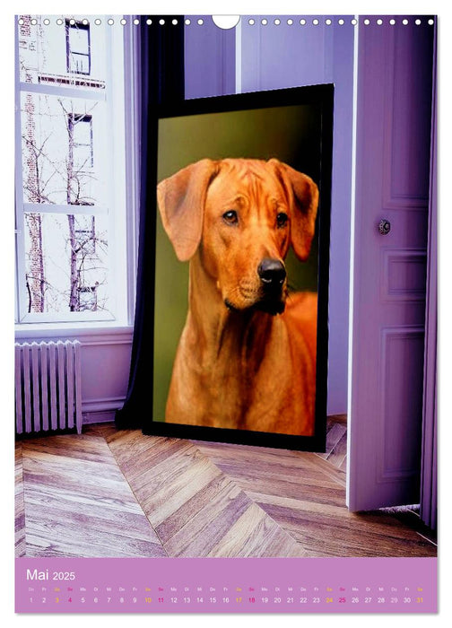 Rhodesian Ridgeback - mit Apps und Co.auf neuen Wegen - (CALVENDO Wandkalender 2025)