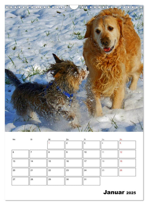 Hunde Freunde (CALVENDO Wandkalender 2025)