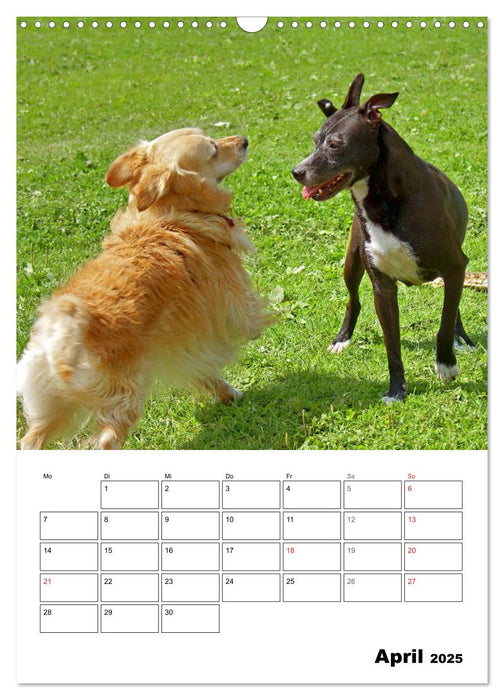Hunde Freunde (CALVENDO Wandkalender 2025)