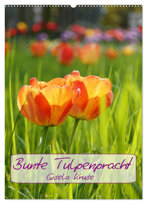 Bunte Tulpenpracht (CALVENDO Wandkalender 2025)