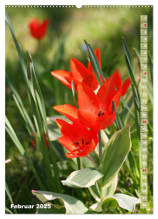 Bunte Tulpenpracht (CALVENDO Wandkalender 2025)