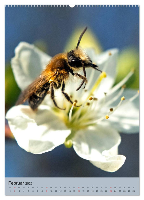 INSEKTENWELT - Heimische Nützlinge ganz nah (CALVENDO Wandkalender 2025)