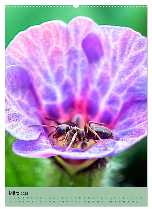 INSEKTENWELT - Heimische Nützlinge ganz nah (CALVENDO Wandkalender 2025)