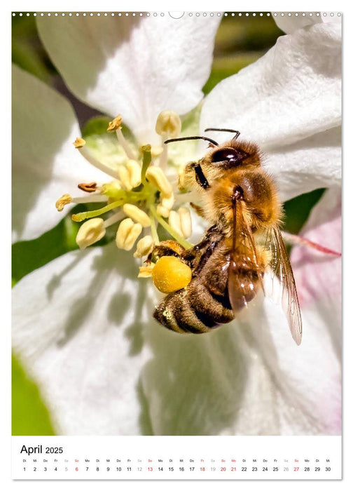 BIENEN - Kleine Nützlinge ganz nah (CALVENDO Wandkalender 2025)