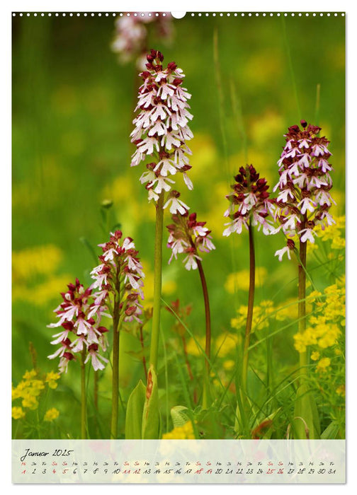 Florale Meisterwerke der Natur (CALVENDO Wandkalender 2025)