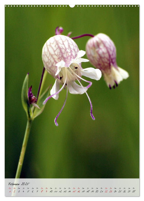 Florale Meisterwerke der Natur (CALVENDO Wandkalender 2025)