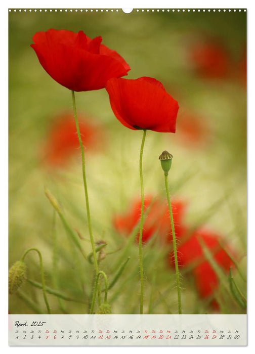 Florale Meisterwerke der Natur (CALVENDO Wandkalender 2025)