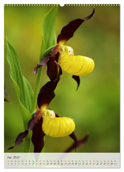 Florale Meisterwerke der Natur (CALVENDO Wandkalender 2025)