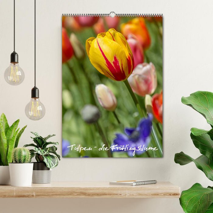 Tulpen - die Frühlingsblume (CALVENDO Wandkalender 2025)