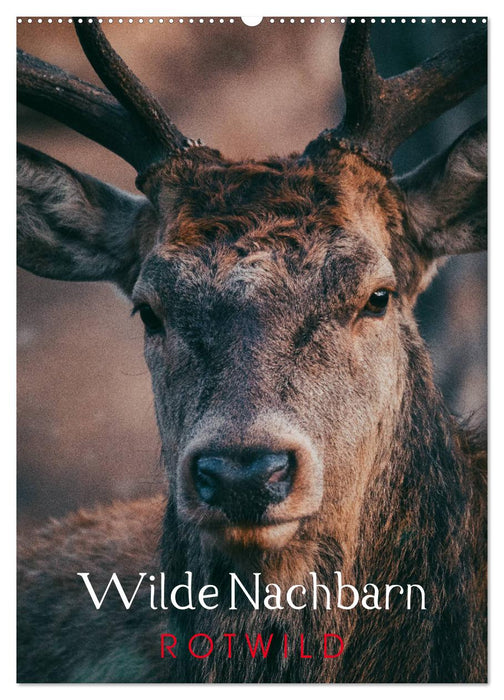 Wilde Nachbarn: Rotwild (CALVENDO Wandkalender 2025)