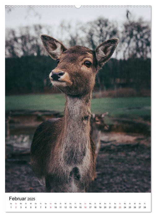 Wilde Nachbarn: Rotwild (CALVENDO Wandkalender 2025)